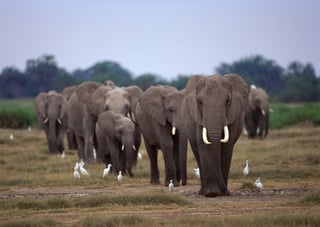 A Group of elephants moving through the grassland