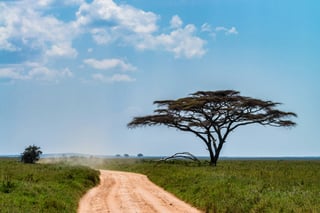 Acacia tree along an open savannah path
