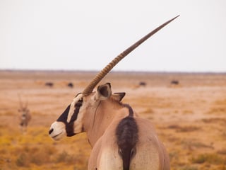 An Oryx in an African Savannah