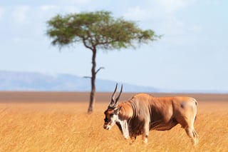 Antelope walking through golden savannah