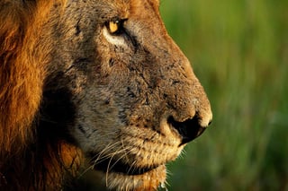 Close-up profile of a lion