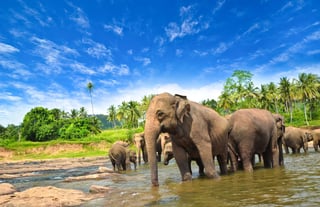 Elephants in Cameroon's natural scenery