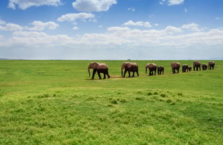Elephants moving in line across the savannah