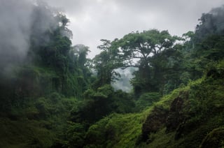Foggy rainforest hills in Cameroon
