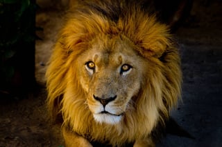 Male Lion in African Savannah