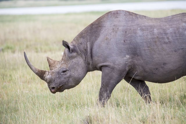 Critically Endangered Black Rhino In The Grassland