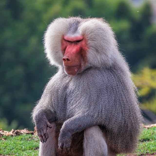 Male Baboon With Fluffy Mane