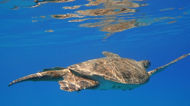 sea-turtle-swimming-in-cameroon-waters