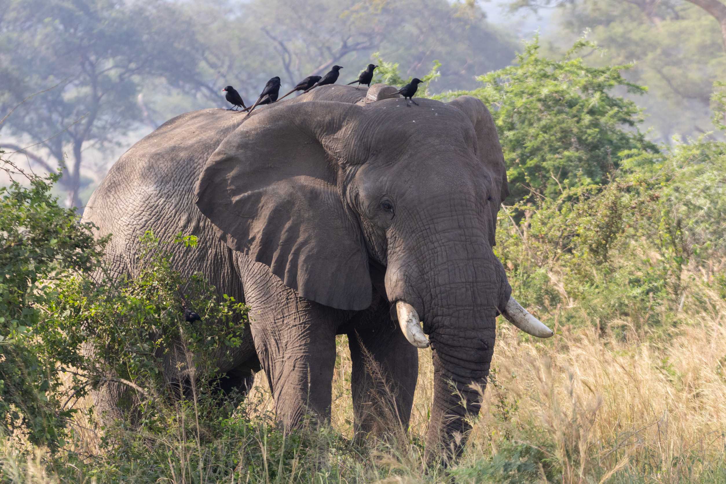 African Elephant With Birds Perched
