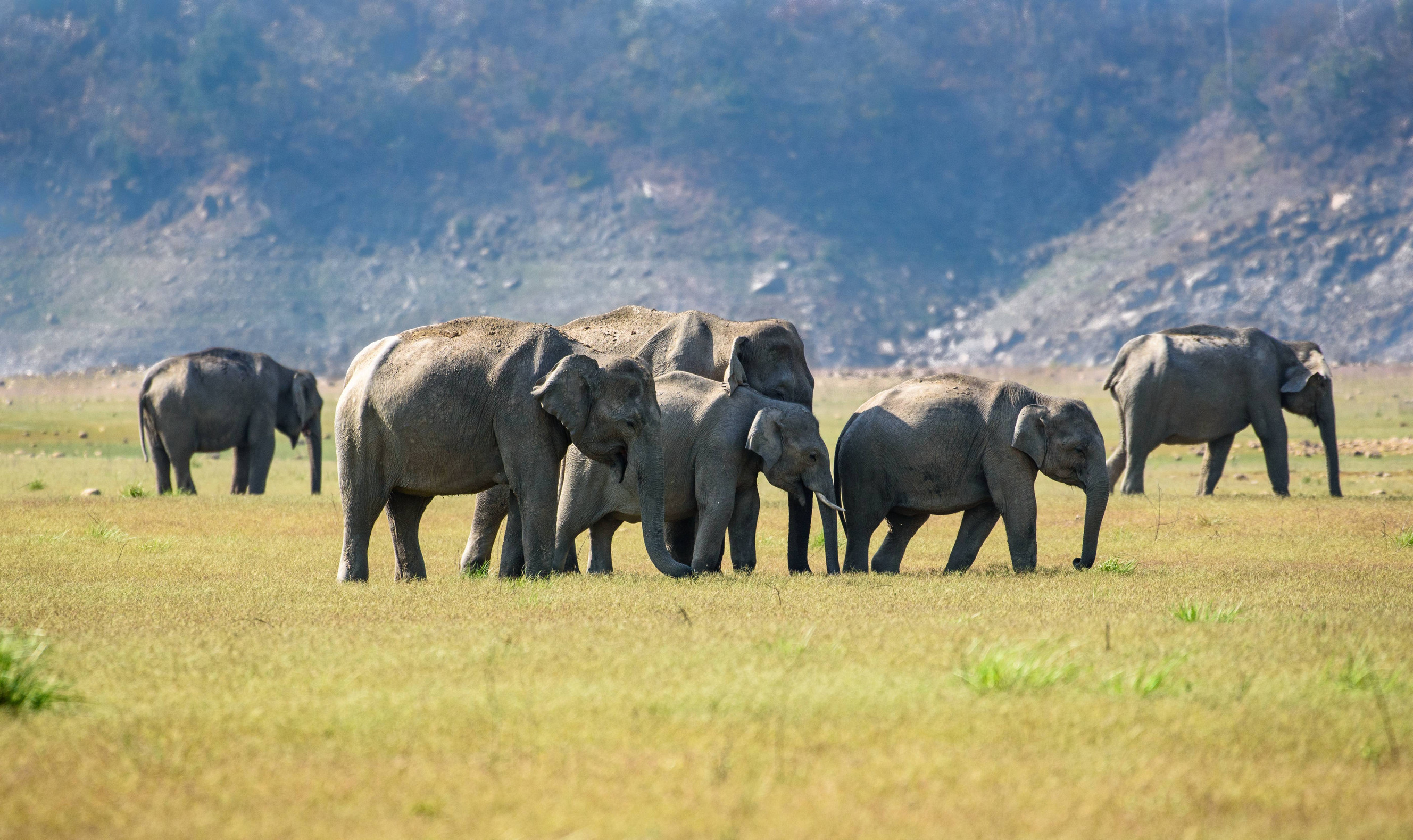 African Elephants In Their Natural Habitat
