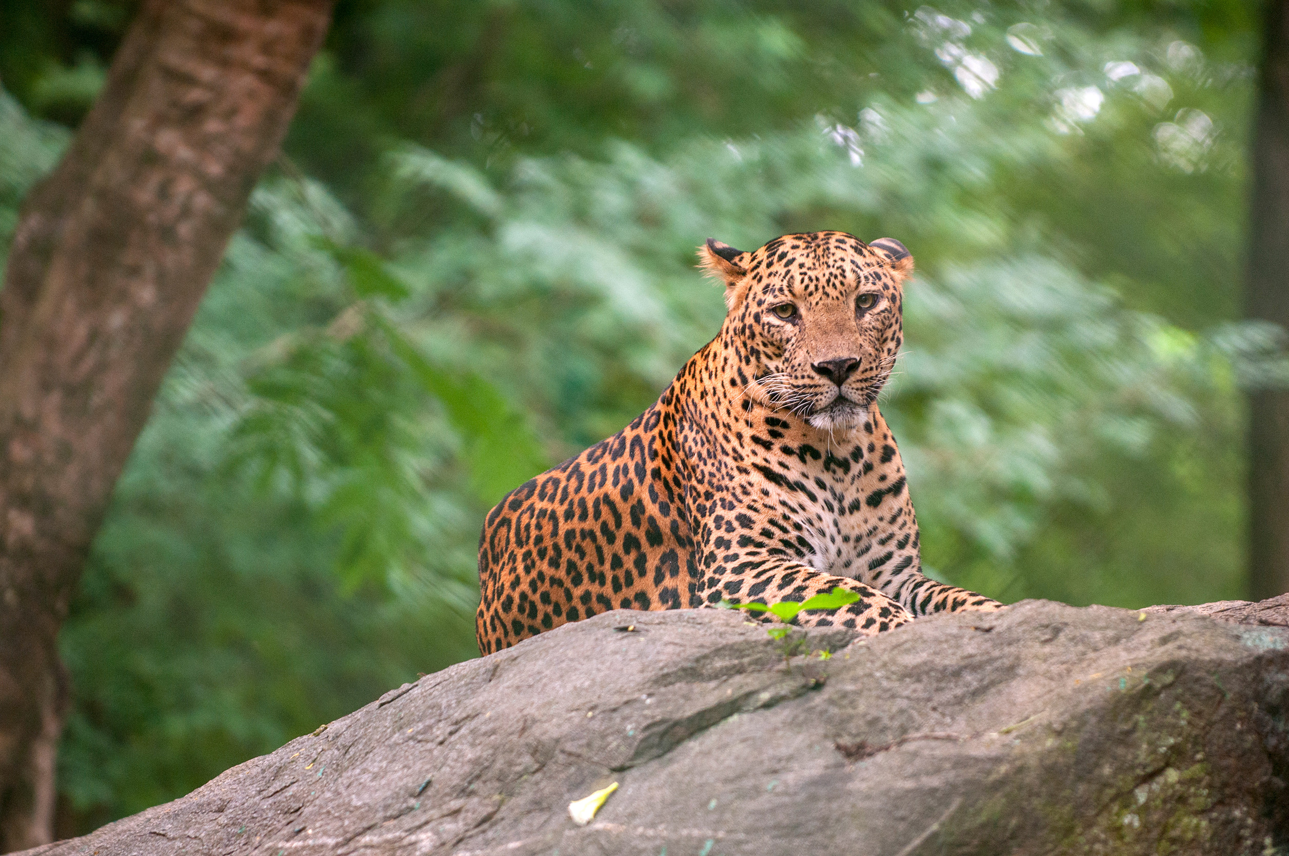African Leopard