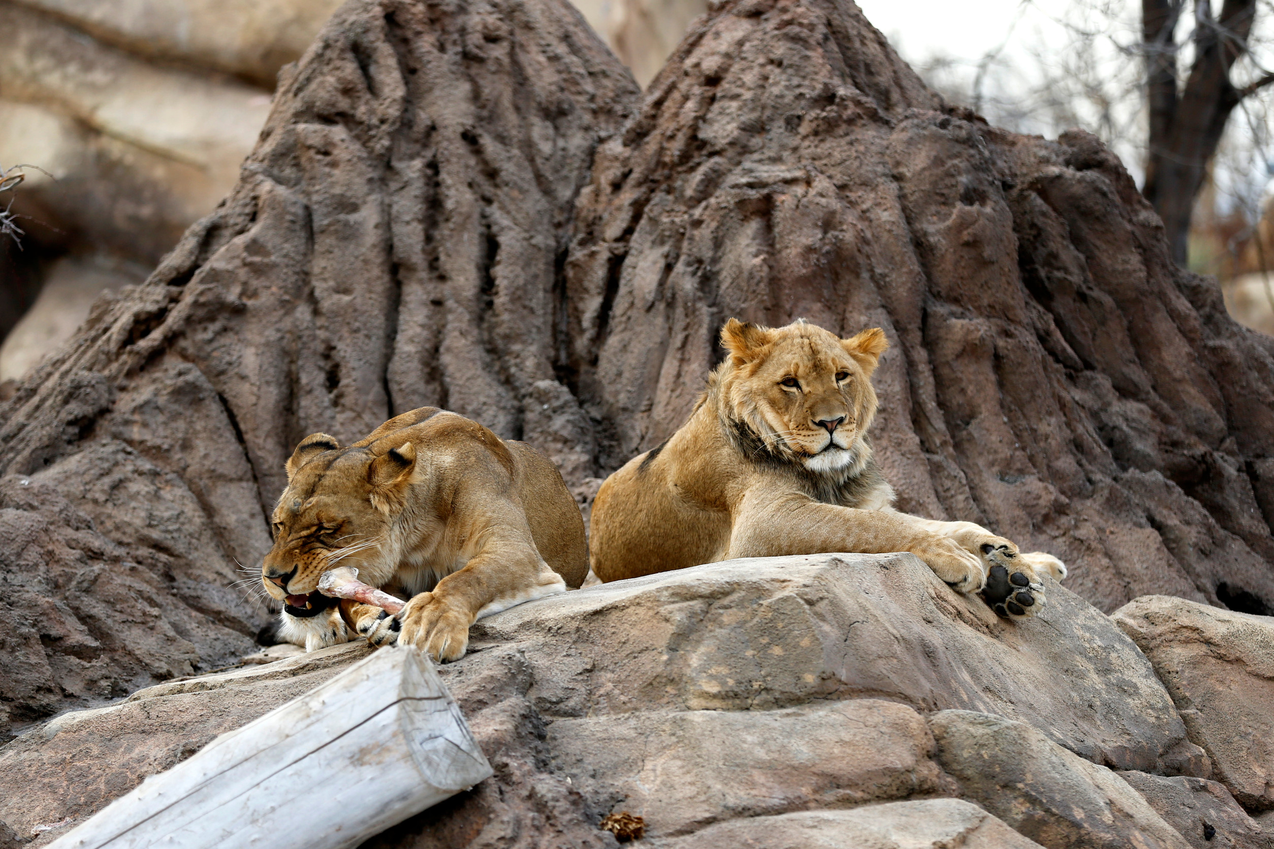 African Lions
