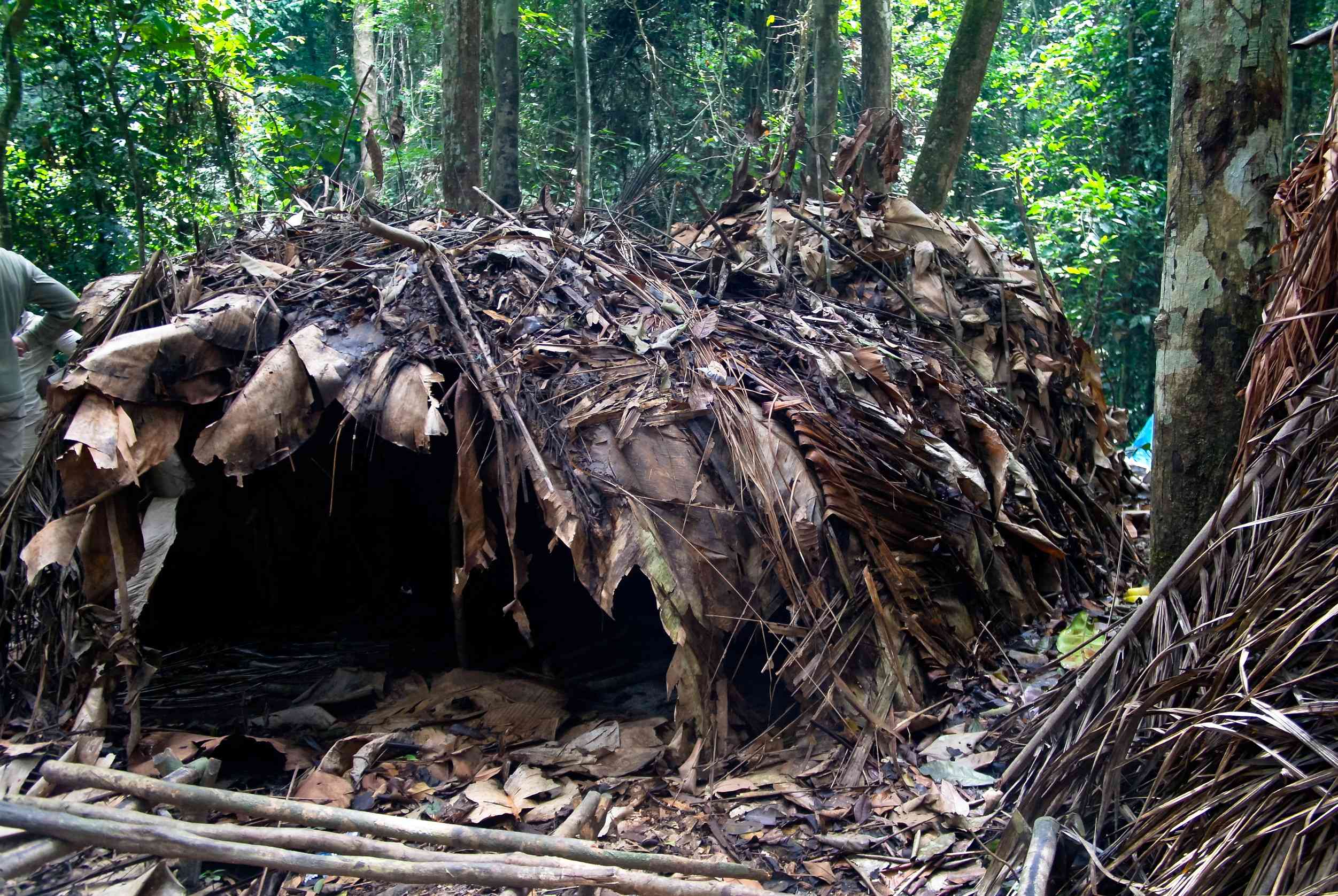 Dja Faunal Reserve 
