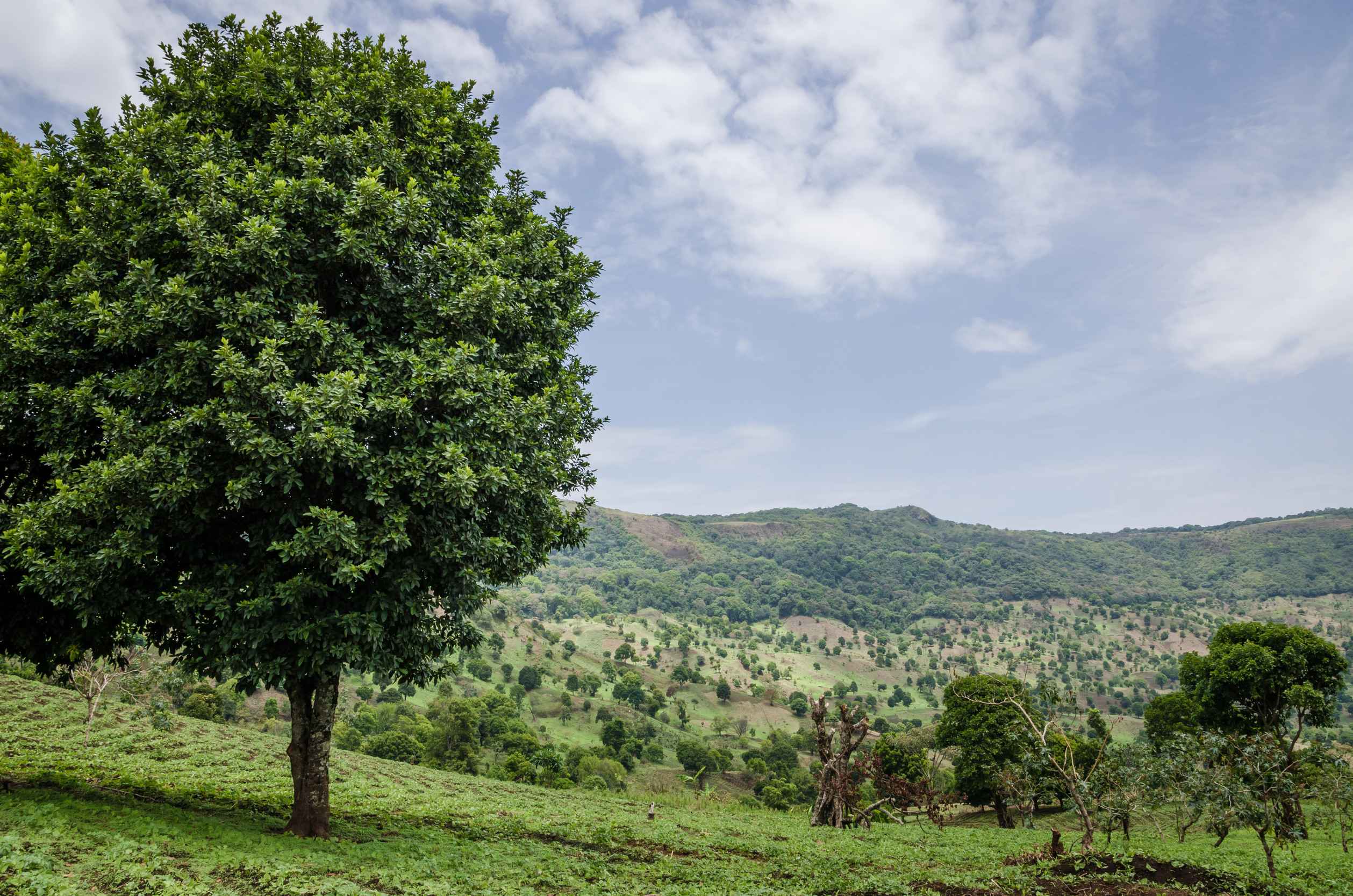 Green Highlands Along Bamenda Ring Road