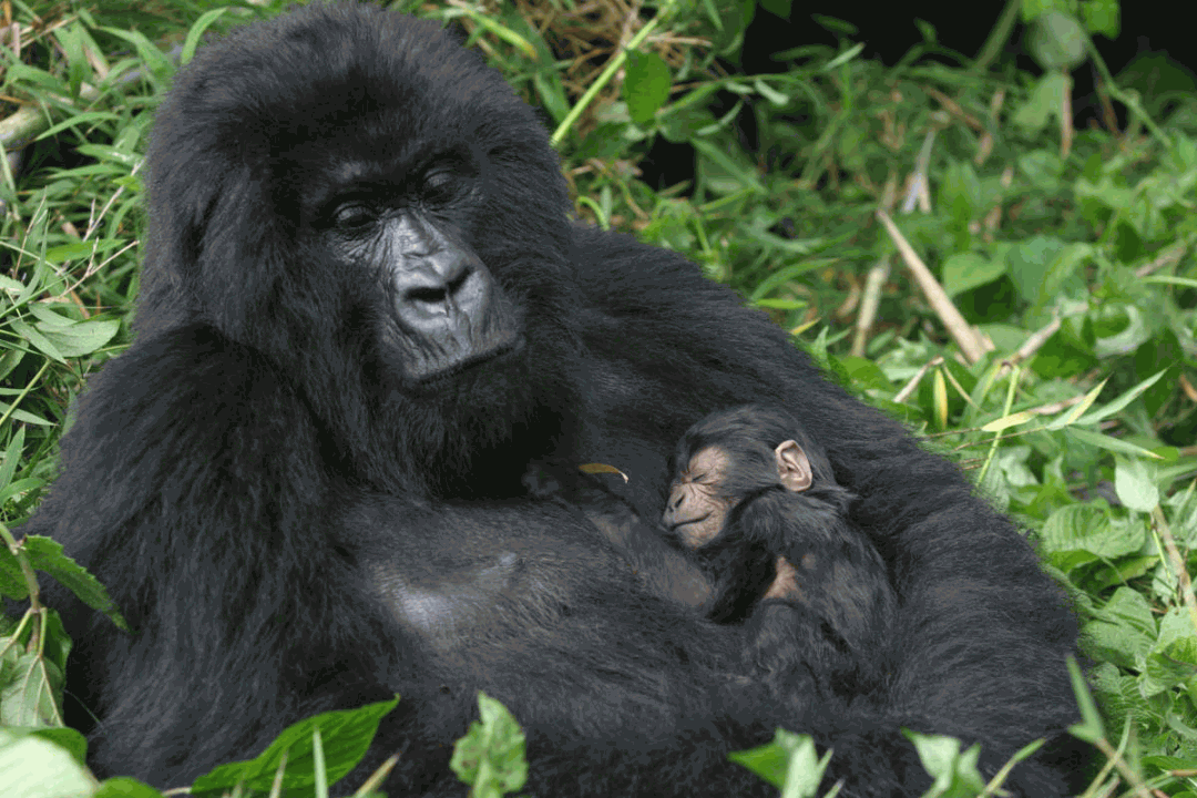 Mount Cameroon