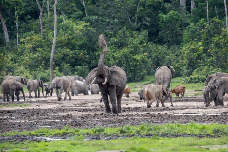 Ndzanga Sangha National Park