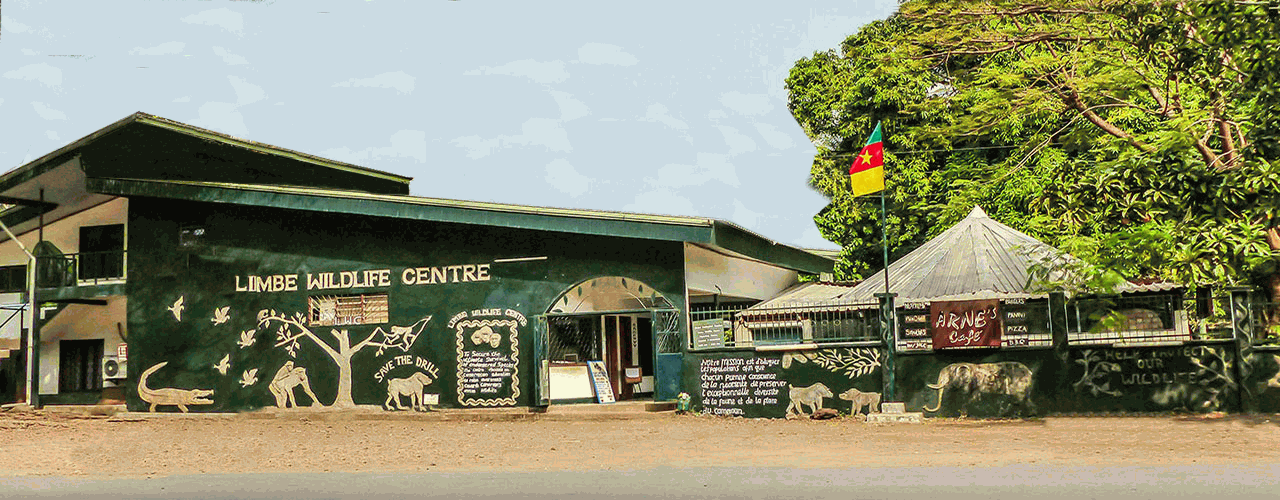 Visit Limbe Wildlife Centre