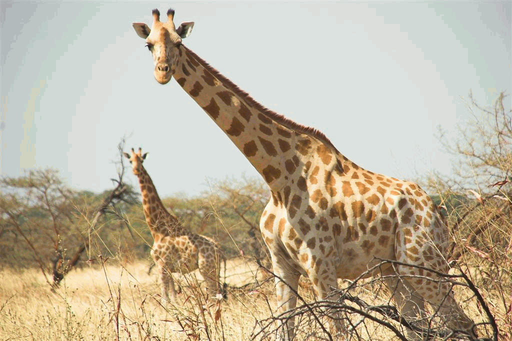 Waza National Park